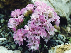 Armeria juniperifolia 'Bevan's variety'